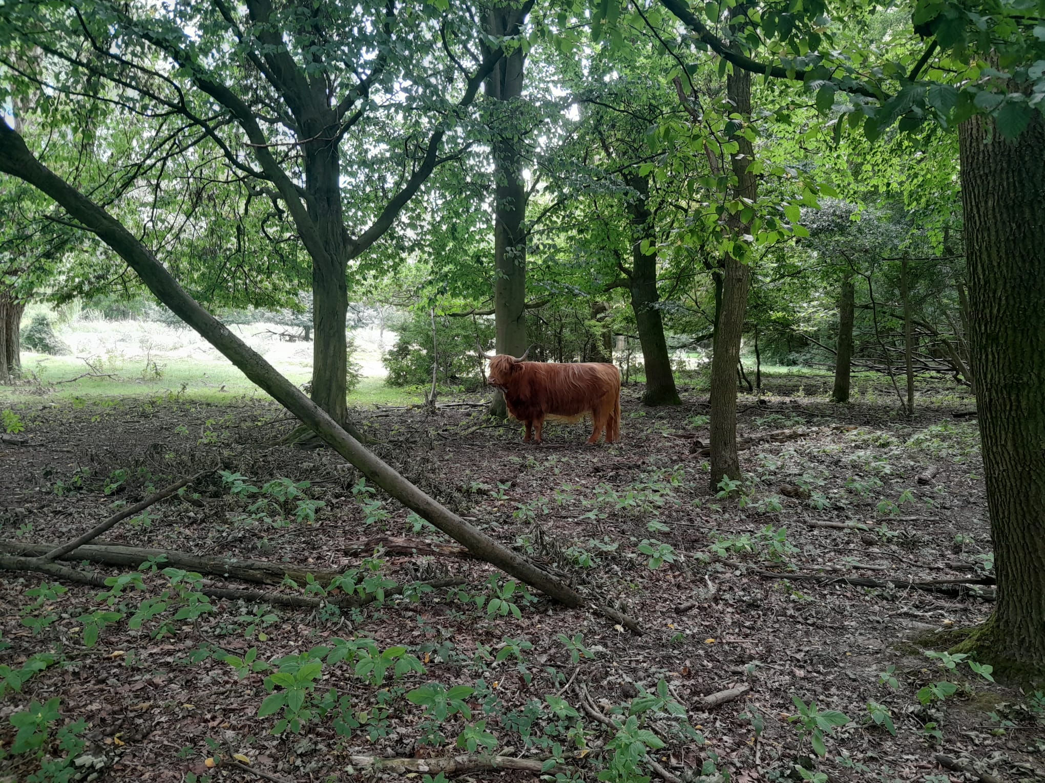 Photo of one high cattle in the summer